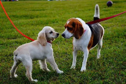 dog walker